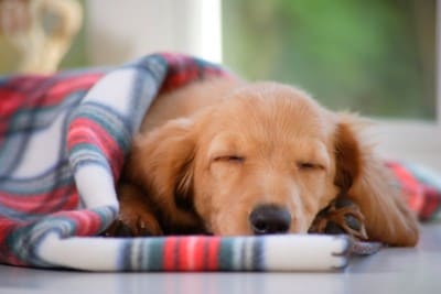 お昼寝する子犬