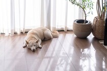 犬が飼い主から『離れて座る』５つの心理　あえて離れる理由や適切な対応までご紹介