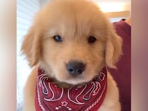 『ぬいぐるみのようだった赤ちゃん犬が…』5年間の成長を記録した結果→素敵すぎる『ビフォーアフター』に反響「悶絶級のかわいさ…」