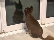 ２日間の研修に行った兄→犬が窓の前で待ち続けて…感動の再会かと思いきや『まさかの反応』に爆笑「最高ｗ」「究極のツンデレ」「愛おしい」