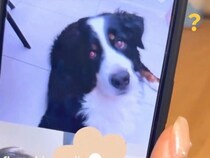 ２人の姉妹が『大型犬と初めてのビデオ通話』をした結果…思わず悶絶してしまう『まさかの反応』が話題「愛されてるのがわかる」「癒された」