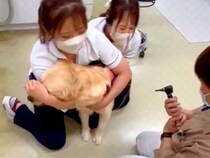 病院で3人がかりの診察を受ける大型犬→思った以上に暴れてしまい…まさかの『コントのような光景』が87万再生「ドリフかな？」「吹いたｗ」