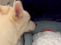 赤ちゃんが泣いたのを見た犬→明らかに心配そうな様子で…まるで本当のお兄ちゃんのような『素敵な行動』に反響「優しい…」「見守ってくれてる」