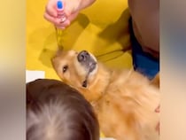 目薬が苦手な『2歳の男の子』→大型犬が『お手本』を見せた結果…まさかの展開が39万表示「協力的すぎるｗｗ」「立派なお兄ちゃん」と反響