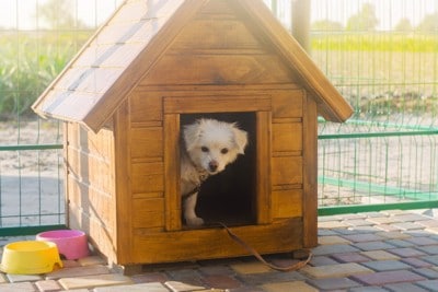 犬小屋から顔を出す白い小型犬