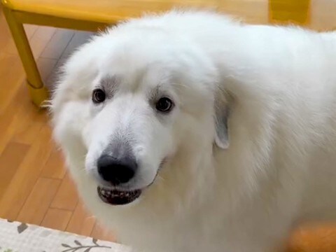 ウキウキで車に乗り込む大型犬→『病院だ』と気づいた瞬間に…『わかりやすすぎる反応』が68万再生「右往左往ｗ」「今日はダメ？で吹いた」