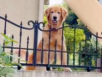 隣の家に『回覧板』を届けて帰った結果→庭で『大型犬』が…全力すぎる『まさかの行動』が10万再生「かわいくてたまらない」「幸せ者」と絶賛