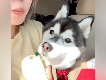 バナナを食べる女性→大型犬に『少しだけわけてあげよう』と思っていたら…想定外の展開が19万再生「一口がでかくて草」「食い意地が好きｗ」