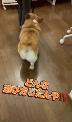 圧が強めの「取り調べ」