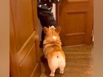 娘が『犬のいる友人宅』に遊びに行った結果→帰ってきた瞬間に…まさかの『可愛すぎる取り調べ』が9万再生「尋問で草」「ヤキモチやいてるｗ」