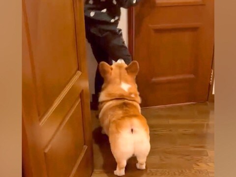 娘が『犬のいる友人宅』に遊びに行った結果→帰ってきた瞬間に…まさかの『可愛すぎる取り調べ』が9万再生「尋問で草」「ヤキモチやいてるｗ」