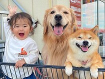 ホームセンターでお買い物→カートに『1歳の女の子と2匹の犬』を乗せた結果…思わず笑顔になる『尊い光景』が36万再生「幸せが溢れてる」