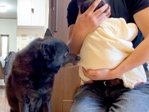 赤ちゃんを抱っこするママ→『お世話したい』と甲斐犬が交渉しにきて…あまりにも尊い様子が41万再生「優しさ溢れてる」「いじらしくて泣いた」
