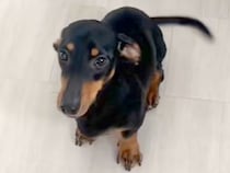 『バーン』を覚えた犬に『おすわり』と言ってみた結果→予想を裏切る『まさかの動き』に反響「ズッコケうまい」「可愛すぎて許しちゃうｗ」