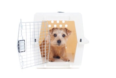 ハウスに入る犬