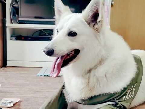 おもちゃをもらってゴキゲンな超大型犬→『お風呂に入るか』聞いた瞬間…『あからさますぎる表情の変化』に爆笑「顔w」「完全に理解してる」