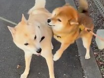 散歩中『大好きなお友達犬』に会った犬→喜びのあまり見せた『まるで人間のような行動』が20万再生「感情あふれてる」「一瞬停止するのがｗ」