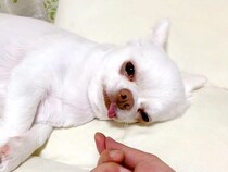 舌をしまい忘れている犬→『つかまれたらどんな反応をするのか』検証した結果…予想を裏切る『まさかの結末』が13万再生「永遠の赤ちゃん」