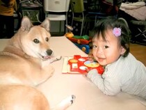 柴犬に育てられた女の子→ワンコが亡くなってしまい…涙が止まらない『命のバトン』が287万再生「泣いてしまった」「尊い」「家族って素敵」