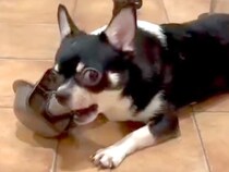 ヤンチャすぎて里親が決まらない保護犬→信じてトレーニングを続けた結果…36日後の『素敵な光景』に感動の声「本当に良かった」「幸せに」