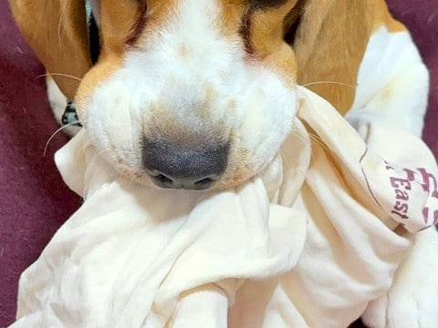 イタズラする犬を『コラ！』と叱ったら…まさかの『反抗的すぎる表情』に1万いいね集まる「なんとふてぶてしいｗｗ」「中2の目で笑った」と爆笑