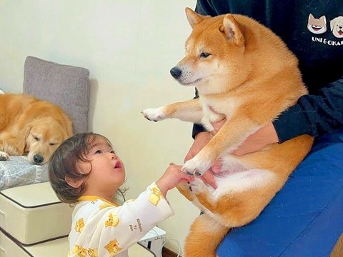 朝、歩きづらそうにしていた犬→1歳の女の子が心配して…とんでもなく尊い『まさかの反応』が22万再生「ジーンとした」「家族の愛情の深さ」