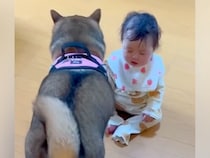 『赤ちゃんと犬が遊んでいるな』と思っていたら…あまりにも微笑ましい『驚きの行動』が324万再生「考えて選んでる…」「柴の形をした天使」