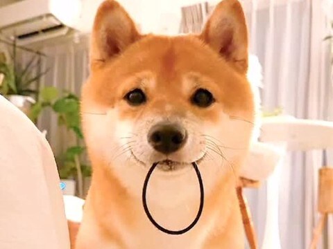 『ヘアゴム落ちてたよ』と持ってきた犬→受け取ろうとした結果…あまりにも可愛い『まさかの行動』が214万再生「天使すぎる」「最後ｗ」