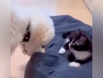 か弱い赤ちゃん猫を保護→犬が『甘やかして育てた』結果…思っていたのと違う『まさかの現在』が13万再生「恩を仇でｗｗ」「怒らないの優しい」