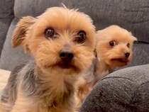 イタズラした2匹の犬にブチギレた結果→反省したかと思ったら…『衝撃的な行動』に吹き出すと13万再生「完全に笑かしにきてる」「爆笑したｗ」