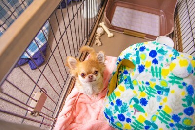 ケージから見つめるチワワ