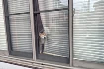 犬が飼い主の『帰りを待っている』ときの心理3つ　愛犬の気持ちへの寄り添い方までご紹介