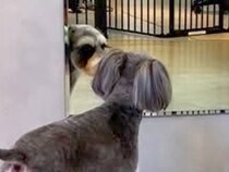 犬をトリミングに連れて行った結果→鏡の前へ行き…まるで人間？女子力が高すぎる『まさかの光景』に反響「凄くかわいい」「鏡分かっててすごい」