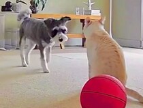 ネコがくしゃみをしたら、見ていた犬が近づいて…種族を超えた『尊い行動』が140万再生「優しい」「泣けた…」「心配なの伝わる」と感動続々