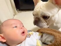 赤ちゃんと初めて顔を合わせた犬→家族であることを認識した様子で…まるで『本当の兄のような対応』に反響「仲良しになれそう」「興味津々」