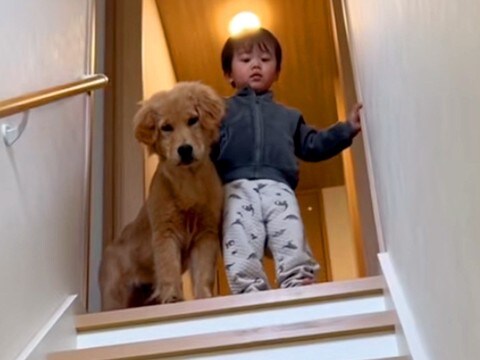 階段をこっそり登っていた小さな男の子と大型犬→『降りておいで』と伝えた結果…本当の兄弟のような行動が122万再生「相棒だ」「見守ってる」