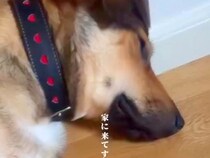 人を怖がり、玄関で寝ていた元保護犬…3週間後→別犬かと思うほどの『まさかの変化』が話題「馴染んでる」「寄り添ってて可愛い」と6万再生