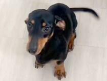 『バーン』を覚えた犬に『おすわり』と言ってみた結果→予想を裏切る『まさかの動き』に反響「ズッコケうまい」「可愛すぎて許しちゃうｗ」