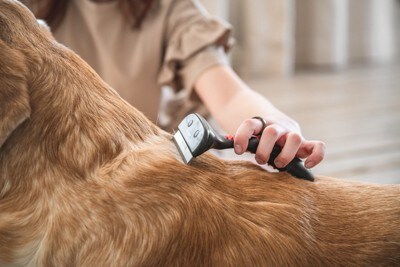 ブラッシングされている犬
