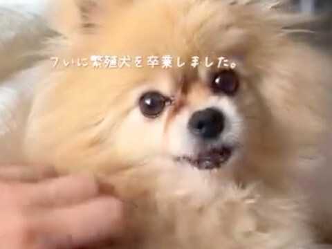 医者から『本当に4歳ですか？』と言われるほどボロボロな元繁殖犬…涙が止まらない『現在の光景』に反響「本当に頑張った」「褒めてあげたい」
