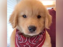 『ぬいぐるみのようだった赤ちゃん犬が…』5年間の成長を記録した結果→素敵すぎる『ビフォーアフター』に反響「悶絶級のかわいさ…」