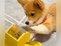 オヤツが入ったおもちゃで遊ぶ子犬→思った以上に手が短くて…一生懸命すぎる『悶絶級の光景』が273万再生「手伝ってあげたいｗ」「可愛い」
