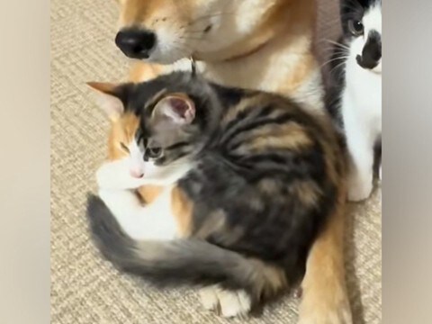 犬の前足に『保護子猫』が乗った結果→動けなくなってしまい…あまりにも愛おしい『困り果てる光景』が29万再生「優しすぎるやろ」「平和空間」