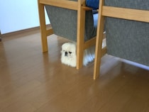 飼い主の出かける準備を見守る犬→邪魔にならないように見守る様子が16万表示「まるで食パンの妖精ｗ」「箱ティッシュかと思った」と爆笑の声