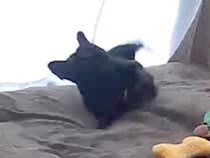 大きな音を出してしまったので『犬は大丈夫だったかな』とカメラを確認した結果…想像以上の反応が21万再生「可愛くて笑う」「驚き続けてるｗ」