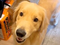 『ちょっとシャワー浴びてくるね』と大型犬に伝えた結果→ドアの前で…カメラが捉えた『尊すぎる行動』が55万再生「たまらん…」「可愛すぎ」