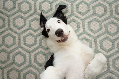 床に寝転んでいる犬