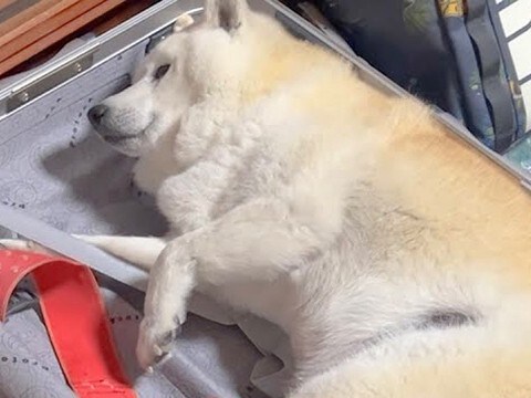 新婚旅行の準備をしていたら、老犬が…『絶対について行きたい』衝撃的な行動が139万再生「超絶かわいい」「行く気満々ｗｗ」現在の様子も
