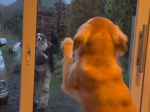 4日ぶりにパパが帰宅→大型犬がドア越しに…思わず泣ける『甘えん坊全開な行動』が話題「愛おしくて涙が…」「ドア壊れちゃいそうｗｗ」