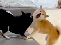 2匹の犬がケンカしていたら『寝ていた大型犬』が立ち上がり…カッコよすぎる『まさかの行動』が336万再生「賢すぎ」「かっこいい」と大絶賛